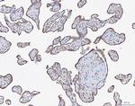 Ataxin 2 Antibody in Immunohistochemistry (Paraffin) (IHC (P))