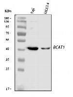 BCAT1 Antibody in Western Blot (WB)