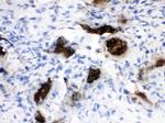 Osteocalcin Antibody in Immunohistochemistry (Paraffin) (IHC (P))