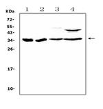 BRMS1 Antibody in Western Blot (WB)