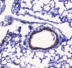 betacellulin Antibody in Immunohistochemistry (Paraffin) (IHC (P))