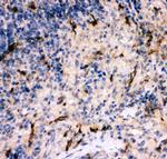 Complement C5a Antibody in Immunohistochemistry (Paraffin) (IHC (P))