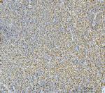 Carbonic Anhydrase I Antibody in Immunohistochemistry (Paraffin) (IHC (P))