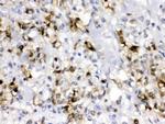 Carbonic Anhydrase II Antibody in Immunohistochemistry (Paraffin) (IHC (P))