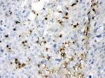 Carbonic Anhydrase II Antibody in Immunohistochemistry (Paraffin) (IHC (P))