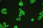 Calpain 1 Antibody in Immunocytochemistry (ICC/IF)