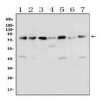 Calpain 1 Antibody in Western Blot (WB)