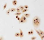 Caspase 3 p10 Antibody in Immunocytochemistry (ICC/IF)