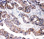 Caspase 3 p10 Antibody in Immunohistochemistry (Paraffin) (IHC (P))