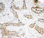 Caspase 3 p10 Antibody in Immunohistochemistry (Paraffin) (IHC (P))