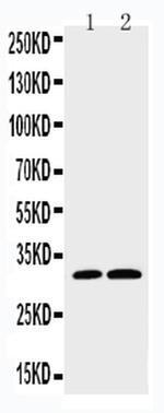 Caspase 3 p10 Antibody in Western Blot (WB)