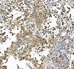 Caspase 6 p18 Antibody in Immunohistochemistry (Paraffin) (IHC (P))