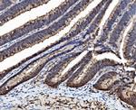 Caspase 6 p18 Antibody in Immunohistochemistry (Paraffin) (IHC (P))