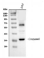 Caspase 6 p18 Antibody in Western Blot (WB)