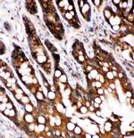 Caspase 6 p18 Antibody in Immunohistochemistry (Paraffin) (IHC (P))