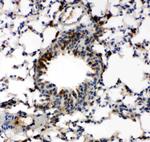 Caspase 6 p18 Antibody in Immunohistochemistry (Paraffin) (IHC (P))