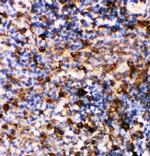 Caspase 6 p18 Antibody in Immunohistochemistry (Paraffin) (IHC (P))