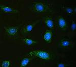 Calpastatin Antibody in Immunocytochemistry (ICC/IF)