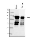 Calpastatin Antibody in Western Blot (WB)