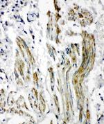 Caveolin 2 Antibody in Immunohistochemistry (Paraffin) (IHC (P))