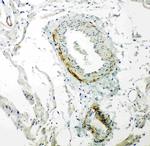 Caveolin 2 Antibody in Immunohistochemistry (Paraffin) (IHC (P))