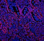 Caveolin 2 Antibody in Immunohistochemistry (IHC)