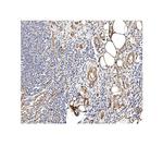 Caveolin 2 Antibody in Immunohistochemistry (Paraffin) (IHC (P))