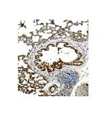 Caveolin 2 Antibody in Immunohistochemistry (Paraffin) (IHC (P))