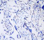 HP1 gamma Antibody in Immunohistochemistry (Frozen) (IHC (F))