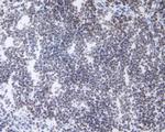 HP1 gamma Antibody in Immunohistochemistry (Frozen) (IHC (F))