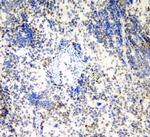 HP1 gamma Antibody in Immunohistochemistry (Frozen) (IHC (F))