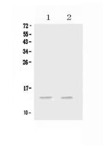 CCL20 Antibody in Western Blot (WB)