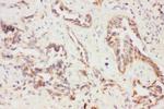 Eotaxin 3 Antibody in Immunohistochemistry (Paraffin) (IHC (P))