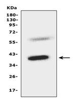 CCR5 Antibody in Western Blot (WB)