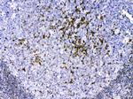 CCS Antibody in Immunohistochemistry (Paraffin) (IHC (P))