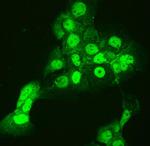 CCT3 Antibody in Immunocytochemistry (ICC/IF)