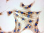 TCP-1 delta Antibody in Immunocytochemistry (ICC/IF)