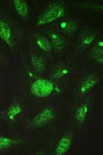 TCP-1 delta Antibody in Immunocytochemistry (ICC/IF)