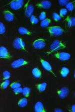 TCP1 eta Antibody in Immunocytochemistry (ICC/IF)