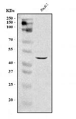 DC-SIGN (CD209) Antibody in Western Blot (WB)