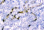 CD2AP Antibody in Immunohistochemistry (Paraffin) (IHC (P))