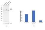 CD2AP Antibody in Western Blot (WB)