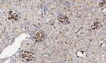 CD34 Antibody in Immunohistochemistry (Paraffin) (IHC (P))