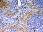 CD154 (CD40 Ligand) Antibody in Immunohistochemistry (Paraffin) (IHC (P))