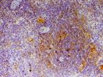 CD154 (CD40 Ligand) Antibody in Immunohistochemistry (Paraffin) (IHC (P))