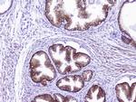 CD46 Antibody in Immunohistochemistry (Paraffin) (IHC (P))