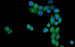 CD55 Antibody in Immunocytochemistry (ICC/IF)