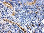 CD59 Antibody in Immunohistochemistry (Paraffin) (IHC (P))