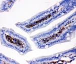 CD9 Antibody in Immunohistochemistry (Paraffin) (IHC (P))