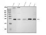 CD9 Antibody in Western Blot (WB)